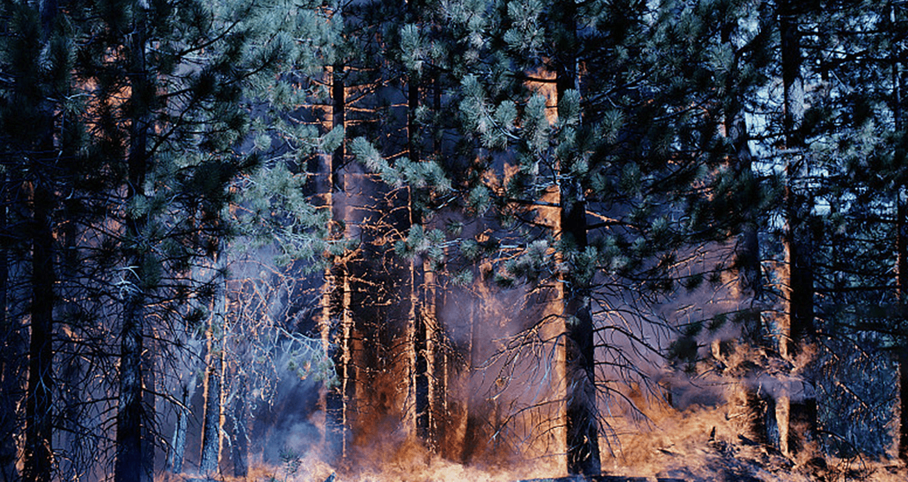 森林草原扑火安全